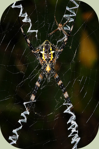 St. Andrews Cross Spiders