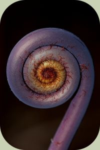 Uluhe fiddlehead fern