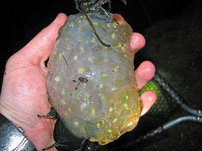 northwestern salamander egg mass