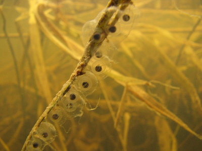 long toed salamander eggs