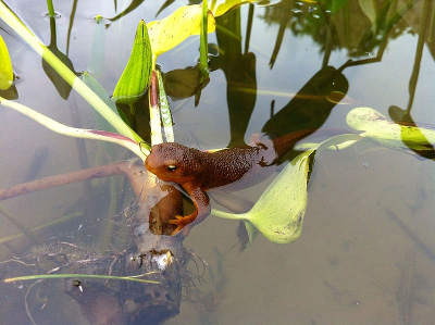rough skinned newt in a pond