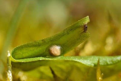 rough skinned newt egg