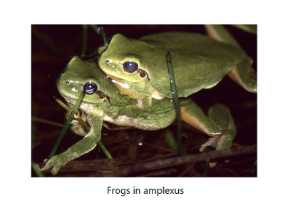 frogs in amplexus