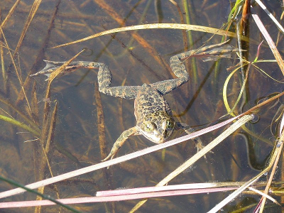 Oregon spotted frog