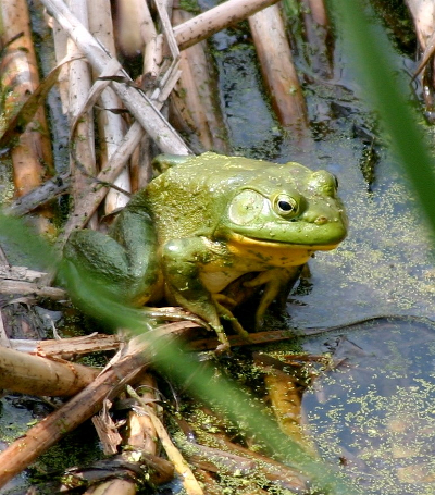 bullfrog