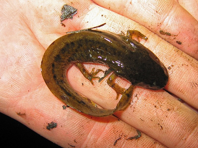 northwestern salamander in larval stage