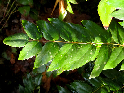 Oregon grape foilage