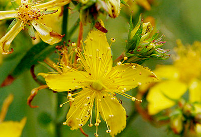 St. John's wort in flower