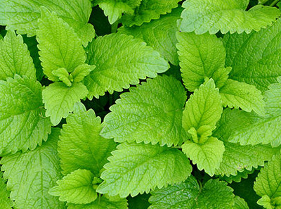 lemon balm a well known antiviral herb