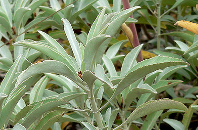 white sage from the California chaparral