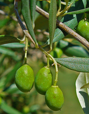 olives on the branch