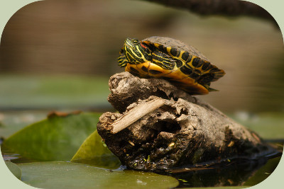 baby turtle