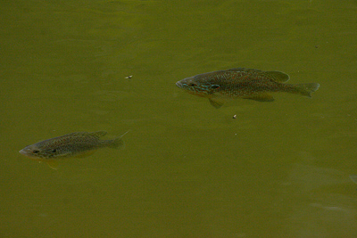 backyard fish farming