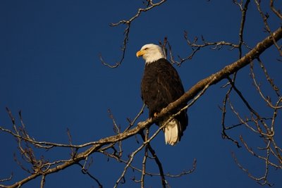 bald eagle perched in a tree