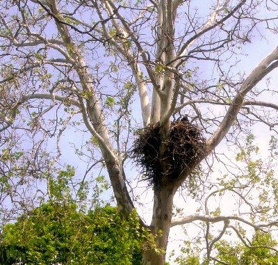 bald eagle nest