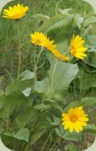 balsamroot - a wild edible and medicinal plant