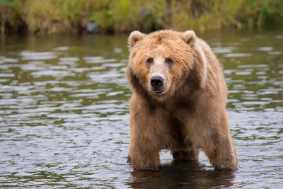 grizzly bear standing in a river