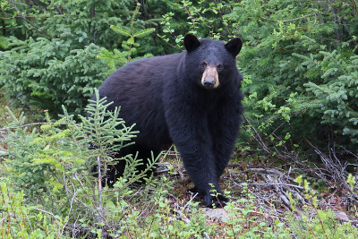 black bear standing in a forest