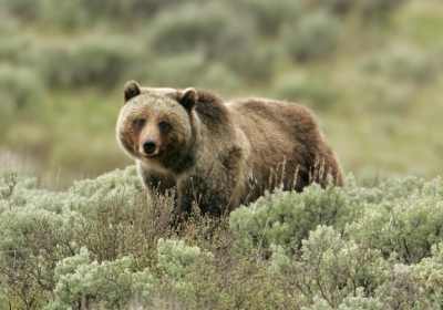 grizzly bear standing by sagebrush