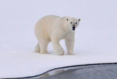 polar bear