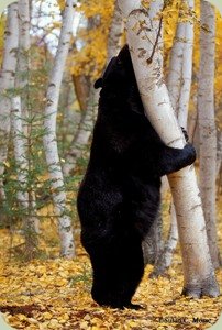 Susan Morse black bear