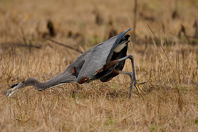 great blue heron catching a vole