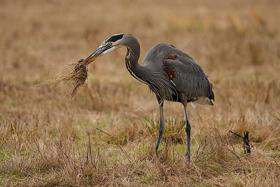 great blue heron with vole