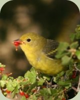 juvenile western tanager eating currant