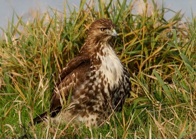 red tailed hawk