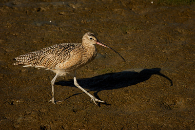 shorebird