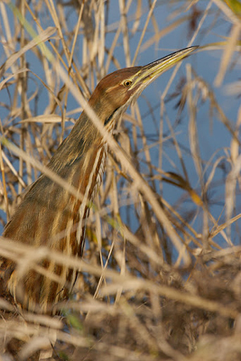 bittern