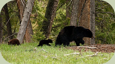 black bears