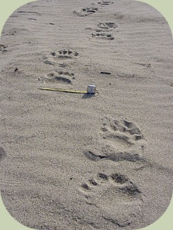 Bear Tracks