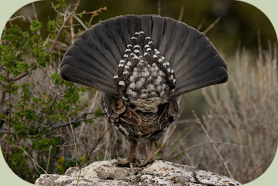 blue grouse display