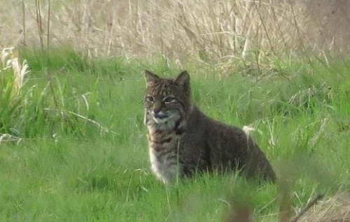 bobcat habitat 2 2024