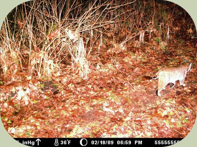 bobcat habitat