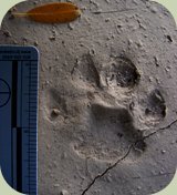 bobcat tracks photo