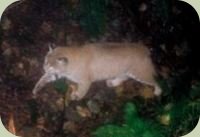 bobcat tracking photo