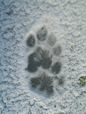 cougar tracks