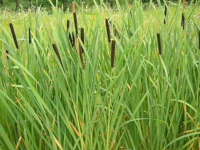 cattail swamp