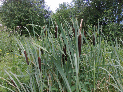 cattail with dead flower stalks