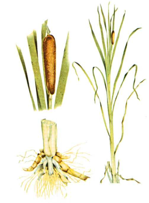 cattail illustration