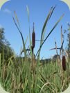 temperate rainforest plants cattail