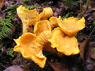 close-up of chantrelle mushrooms