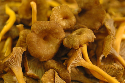 winter chantrelle mushrooms