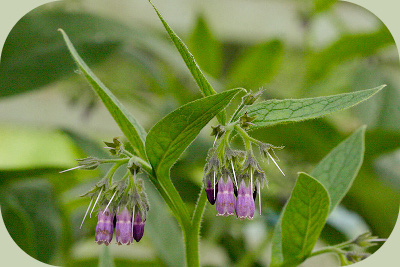 comfrey