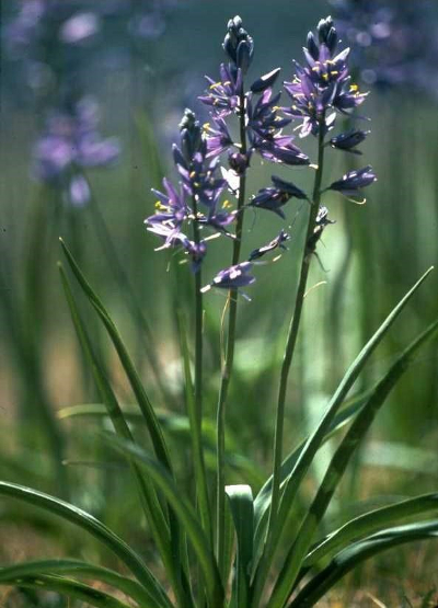 common camas plant