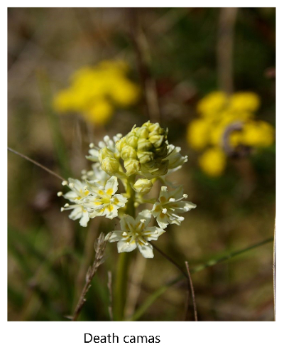 death camas flower