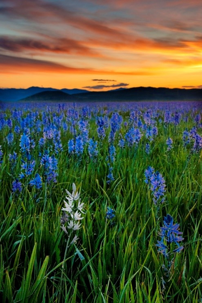 camas meadow