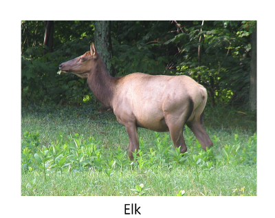 elk